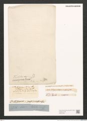 Nitzschia inconspicua (de-Toni-Nr.: Genus 47, Species 2139) Zeichnungen Sammlung Grunow (NHMW-BOT-W0372328)